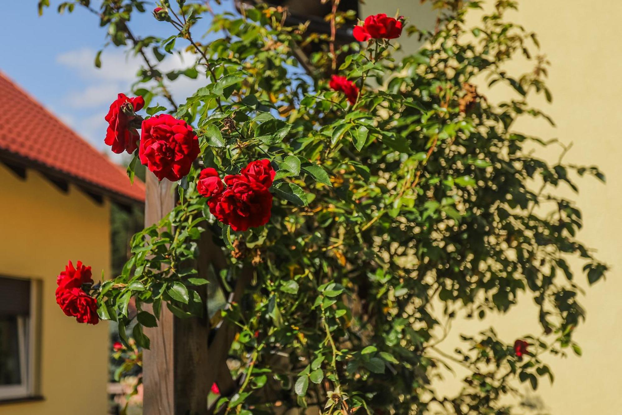 Vila Bednarzowka Nowy Tomyśl Exteriér fotografie